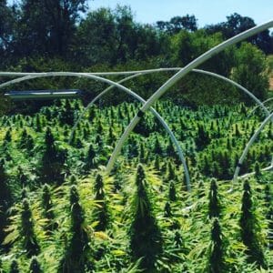 cannabis grow outside