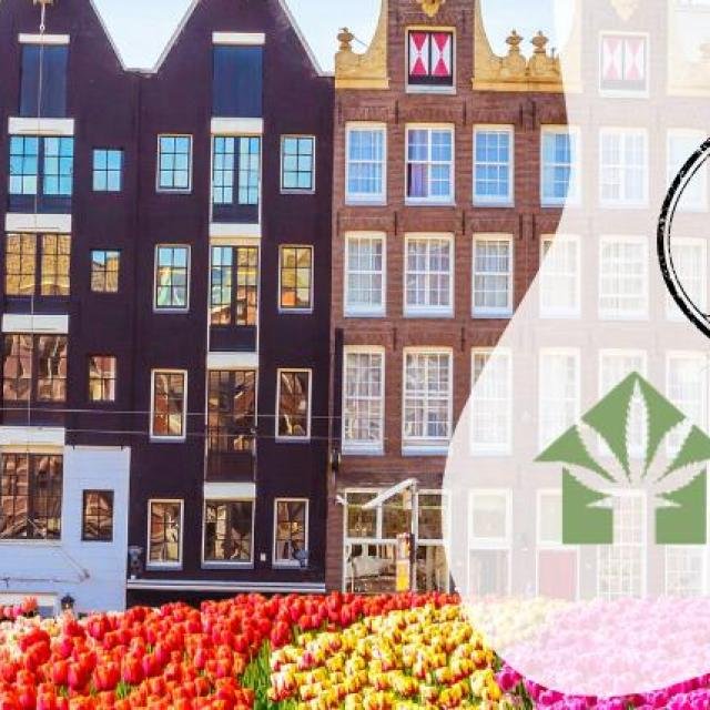 Amsterdam Cannabis Travel 2025: Your Ultimate Guide